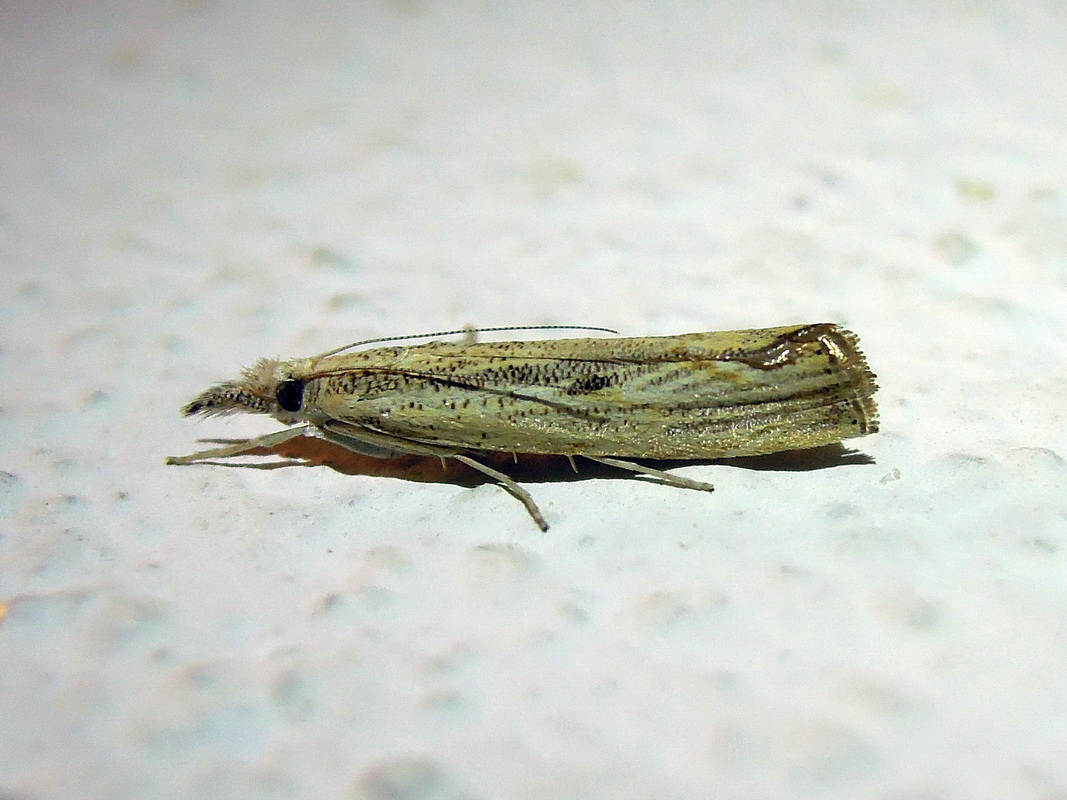 due Agriphila sp. (Crambidae) da confermare